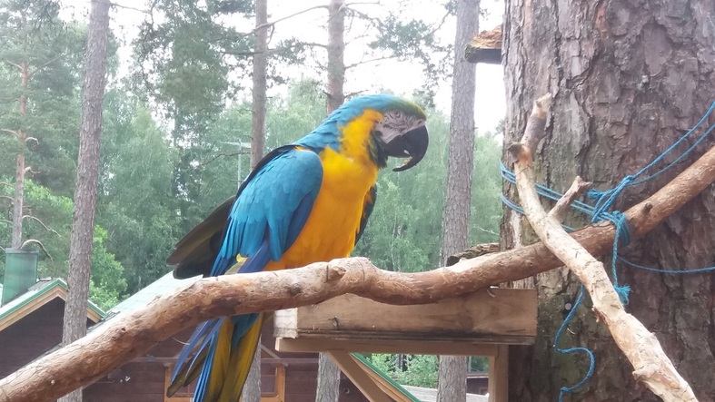 Papegoja i Lomamäki djurpark.